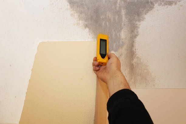 Best Environmental Consulting for Mold Prevention  in Palmetto Estates, FL