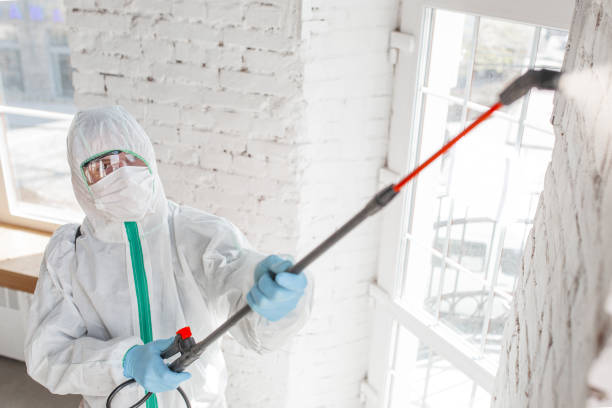 Best Attic Mold Removal  in Palmetto Estates, FL