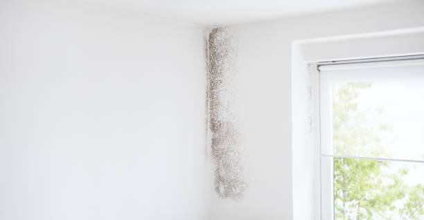 Reliable Palmetto Estates, FL Mold Removal Solutions