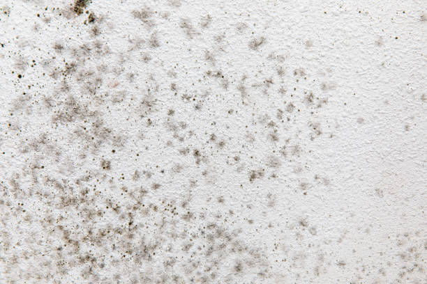 Best Mold Remediation for Healthcare Facilities  in Palmetto Estates, FL