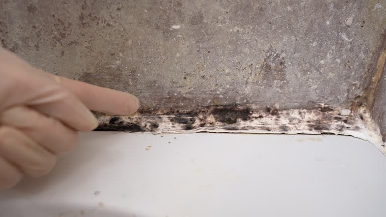 Best Mold Removal for HVAC Installations  in Palmetto Estates, FL