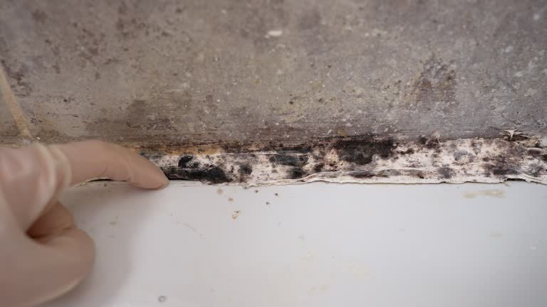 Best Basement Mold Removal  in Palmetto Estates, FL