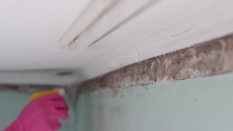 Best HVAC Mold Inspection and Cleaning  in Palmetto Estates, FL